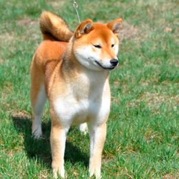 Samoyeds and Shiba Inu from Wintermist Samoyeds and Shiba Inus