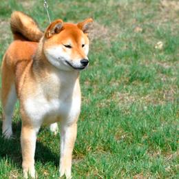 Samoyeds and Shiba Inu from Wintermist Samoyeds and Shiba Inus