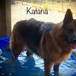 German Shepherd Puppies from Majestic Royal German Shepherd’s