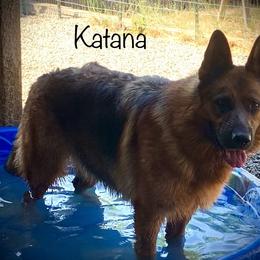 German Shepherd Puppies from Majestic Royal German Shepherd’s