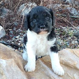 Boy 2 - Black and white male Cavapoo puppy in Nibley, Utah from Angel Breed Solutions