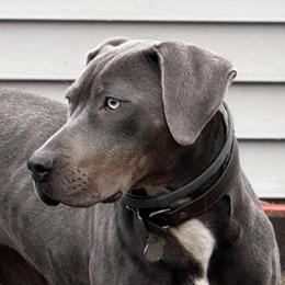 Squib - Catahoula Leopard Dog