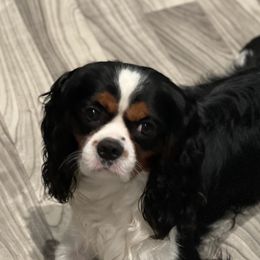 Elijah - Cavalier King Charles Spaniel