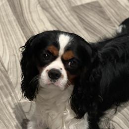 Elijah - Cavalier King Charles Spaniel