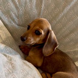 (608)370-3991 DO NOT SUBMIT APP IF NOT SERIOUS - Brindle female Dachshund puppy in Wisconsin from Sabe and Shabe’s Doxies