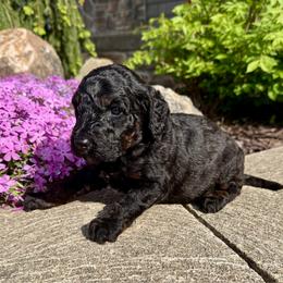 Joseph - Phantom male Bernedoodle puppy in Bowling Green, Ohio from FDF Pyredoodles & Bernedoodles