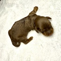 AKC Twix - Chocolate and tan female Dachshund puppy in Laveen, Arizona from Acosta Kennels