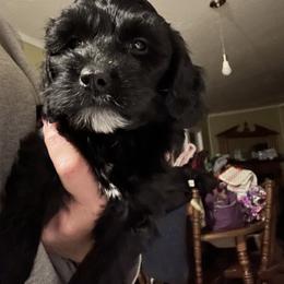 Abby - Black female Goldendoodle puppy in Waynesboro, Virginia from Forest Creek Kennel