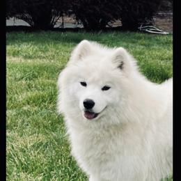 Roxy - Samoyed