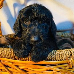 Goldendoodle Puppies from 24 Karat Doodles