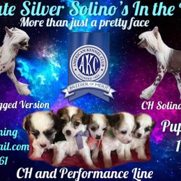 Chinese Cresteds from Absolute Silver