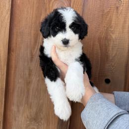 Cindy Lou - Black and white female Bernedoodle puppy in Yuba City, California from Ranch House Doodles