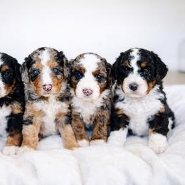 Bernedoodle puppies from Sweet Honey Doodles