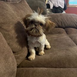 Lulu - Shih Tzu