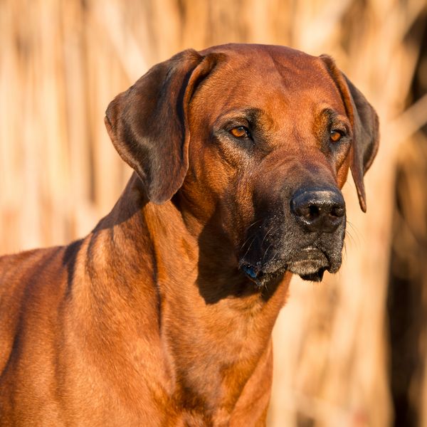 Rhodesian Ridgeback