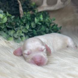 Angel - Cream female Dachshund puppy in Washburn, Tennessee from Clinch Mountain Dachshunds