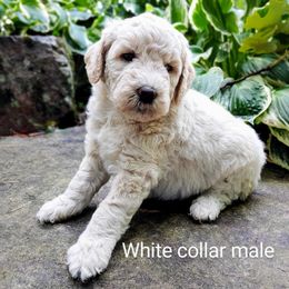 Goldendoodle Puppies from Ninnie's Doodles