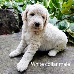 Goldendoodle Puppies from Ninnie's Doodles