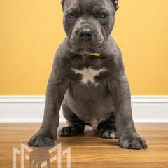 Molosser (Bully x) Puppies from Monumental Mastiffs