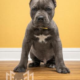 Molosser (Bully x) Puppies from Monumental Mastiffs