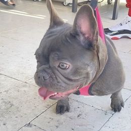 French Bulldogs from Naples Elite Frenchies