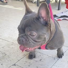 French Bulldogs from Naples Elite Frenchies