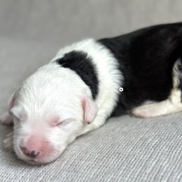 Howie - Sheepadoodle puppy in California from Sheepadoodles of Orange County