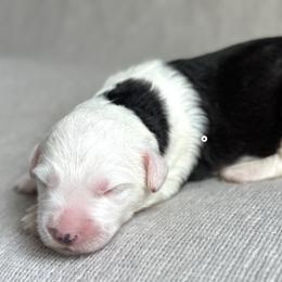 Howie - Sheepadoodle puppy in California from Sheepadoodles of Orange County