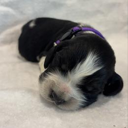 Purple girl - Black white and tan female English Springer Spaniel puppy in Lincoln, Texas from LeeCo. Springers