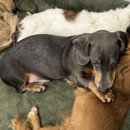 Dachshund puppies from Beaks and Barks, LLC
