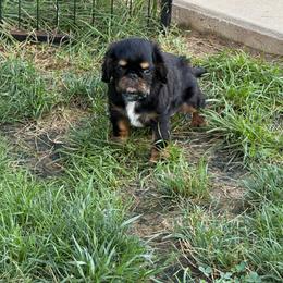 Absolem - Black and tan male English Toy Spaniel puppy in Pennsylvania from Enchanting Charlies