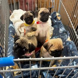 Pug puppies from Natalia's Pugs
