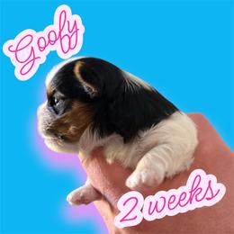 Goofy - Black tan and white male Biewer Terrier puppy in Temecula, California from Biewer Puppies USA