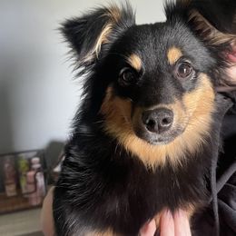German Shepherds, Toy Australian Shepherds, and Yorkshire Terriers from CountryHart Kennels