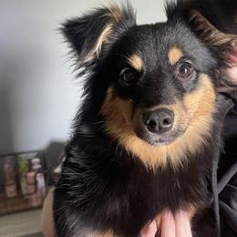 German Shepherds, Toy Australian Shepherds, and Yorkshire Terriers from CountryHart Kennels