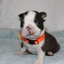 Smudge - Brindle and white male Boston Terrier puppy in Brooksville, Florida from I Love Pups