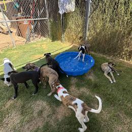 Greyhound puppies from ARK Kennels