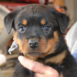 Gray collar male - Black and mahogany male Rottweiler puppy in Dawson Springs, Kentucky from Lakeview Rottweilers