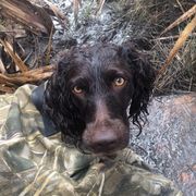 Scarlett - Boykin Spaniel