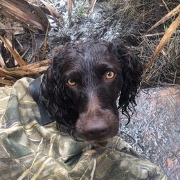 Scarlett - Boykin Spaniel