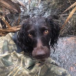 Scarlett - Boykin Spaniel