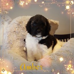 Poodle Puppies from Treasured Standard Poodles