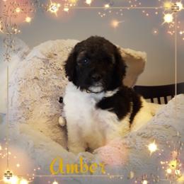 Poodle Puppies from Treasured Standard Poodles