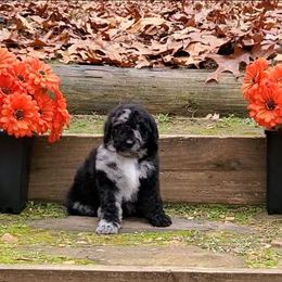 Ozzie - Merle male Bernedoodle puppy in Ball Ground, Georgia from Foothills Family Doodles