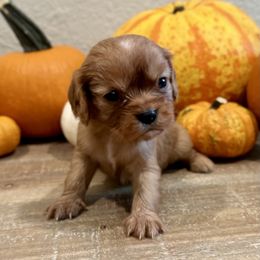 Boy 3 - Ruby Cavalier King Charles Spaniel puppy in Greenwood, Arkansas from Blackberry Patch Farm