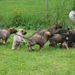 Shiloh Shepherd Puppies from Solace Shilohs