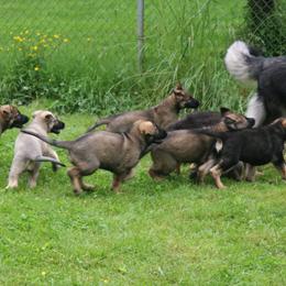 Shiloh Shepherd Puppies from Solace Shilohs