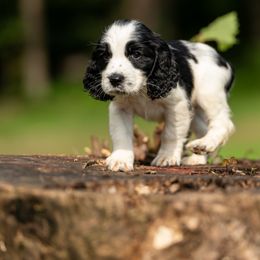 Boy 3 - Black and white male English Springer Spaniel puppy in Mooresville, North Carolina from Third Creek Springers