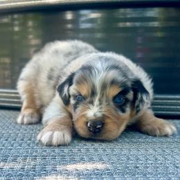 Brennan - Blue merle male Miniature Australian Shepherd puppy in White Plains, Kentucky from Garrett’s Ridge Farm