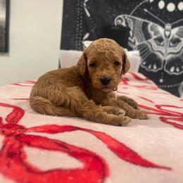 Baby boy - Red  male Goldendoodle puppy in Shingle Springs, California from Creamy Retrievers